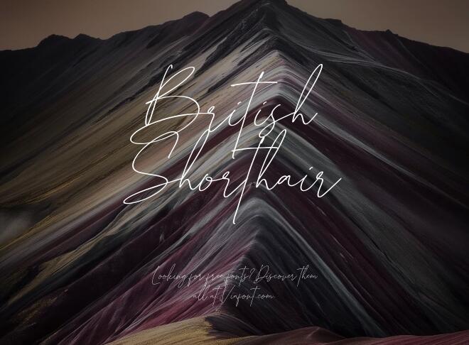 British Shorthair Font