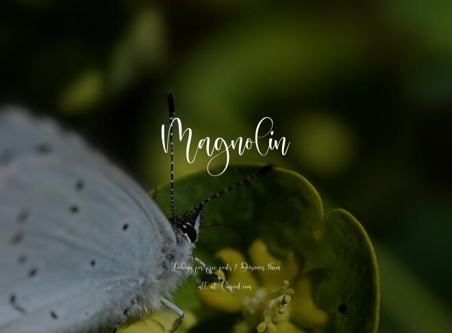 Magnolin Font